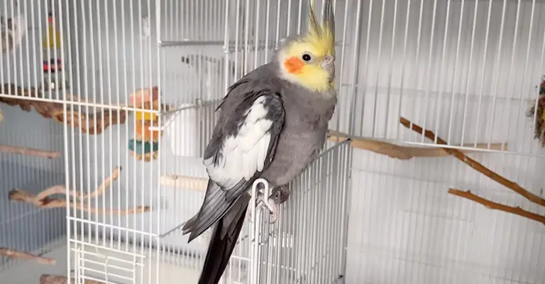 Cockatiel Breathing Heavy - Why Does This Happen?