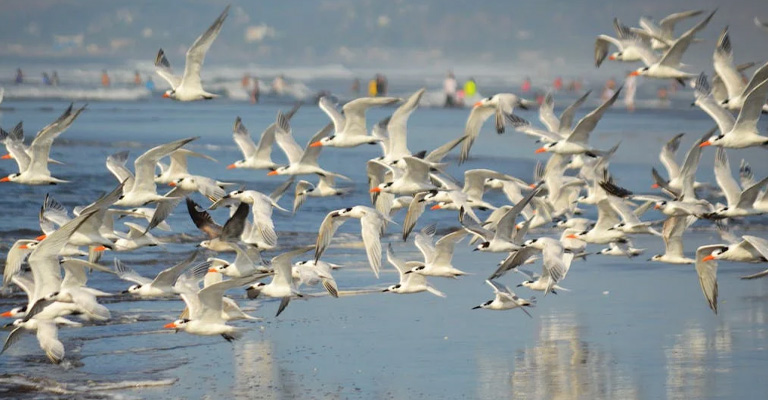 Common Reasons Why seagulls fly over the Sea