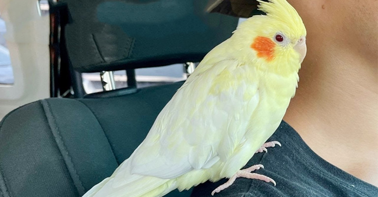 Consequences of Obesity in Cockatiels