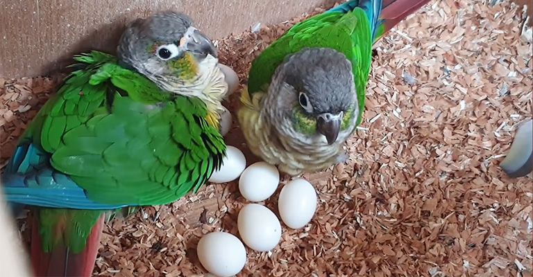 Conure Egg Laying Behavior: Understanding and Caring for Your Feathered Friend