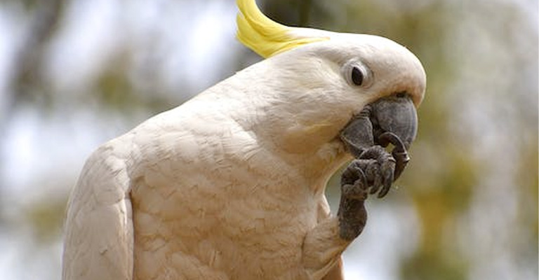 Dental or Beak Problems