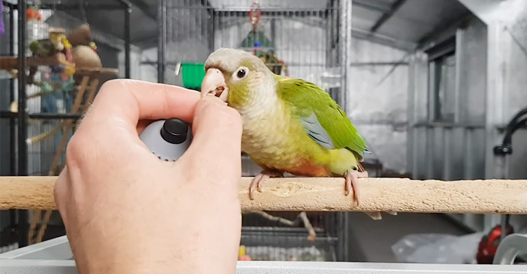Effective Tips to Train a Conure