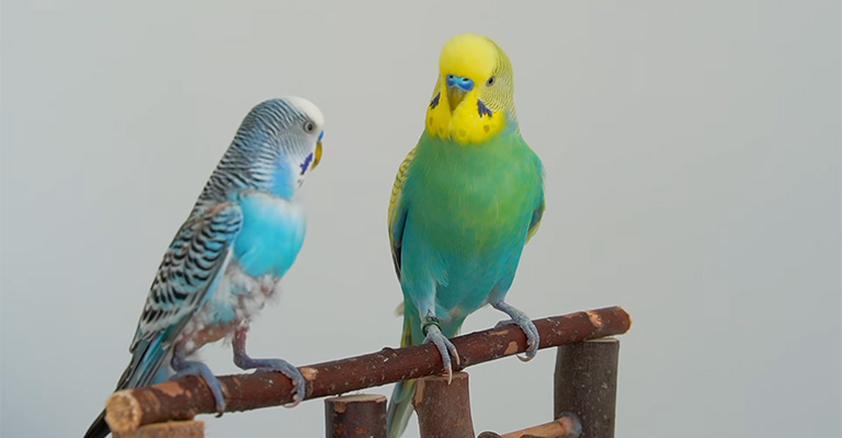 Factors Contributing To A General Lack Of Energy Or Stamina In A Parakeet