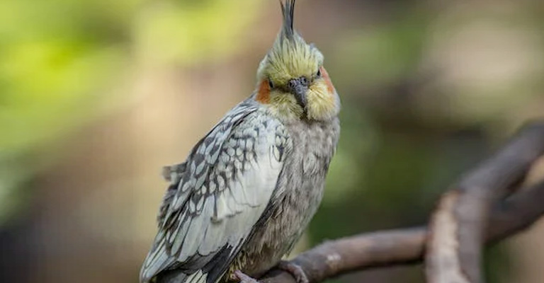 Get to know your female cockatiels behavior