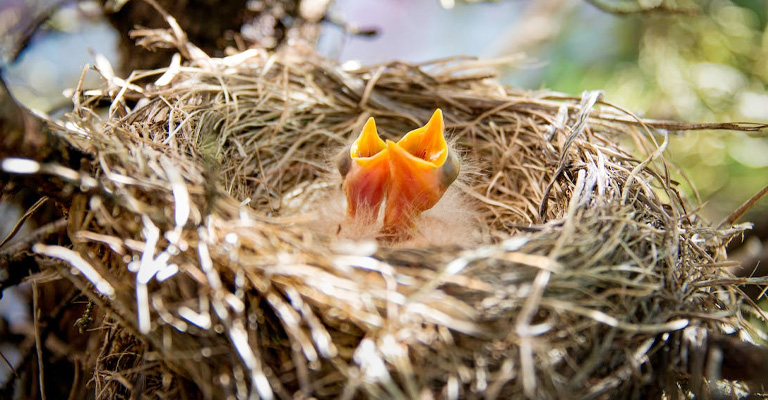 How Can You Tell If Your Baby Bird Is Distressed or Just Communicating