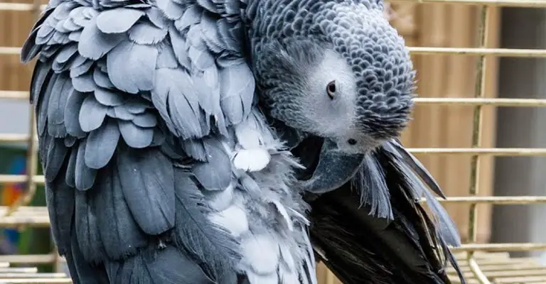 How Do Birds Preen Their Feathers