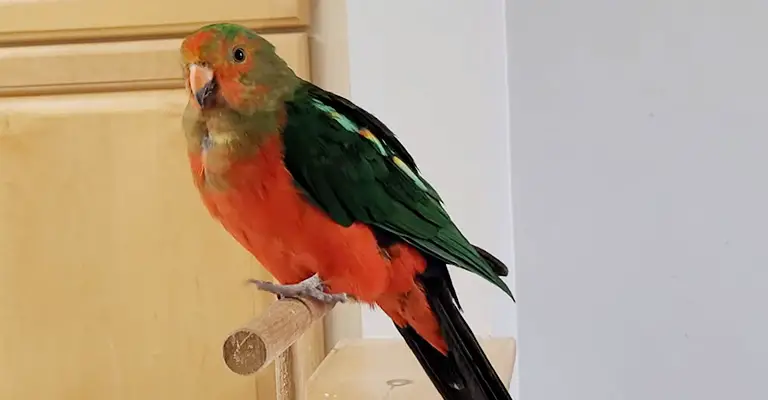 How Do I Know If My Bird Is Constipated
