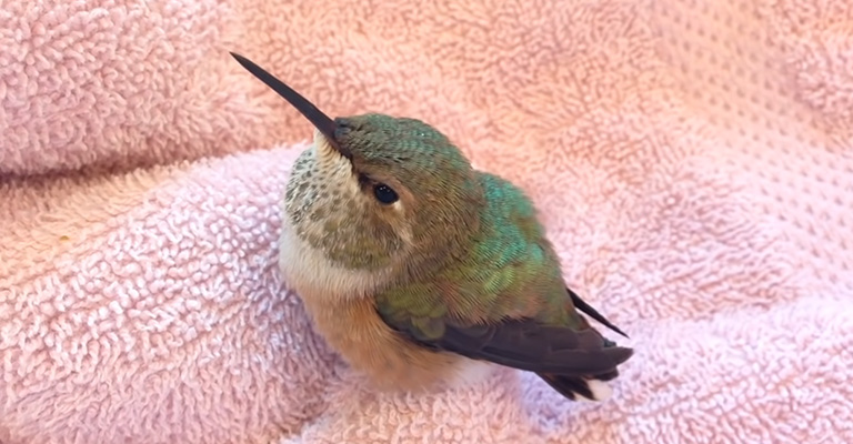 Sick Hummingbird Behavior- Symptoms, Causes, and Treatment