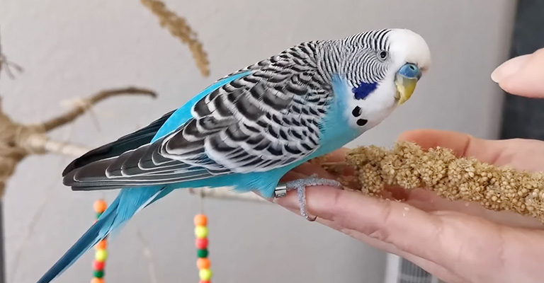 How Do You Tell If Your Budgie's Normal Wing-Raising Behavior Indicates a Health Issue