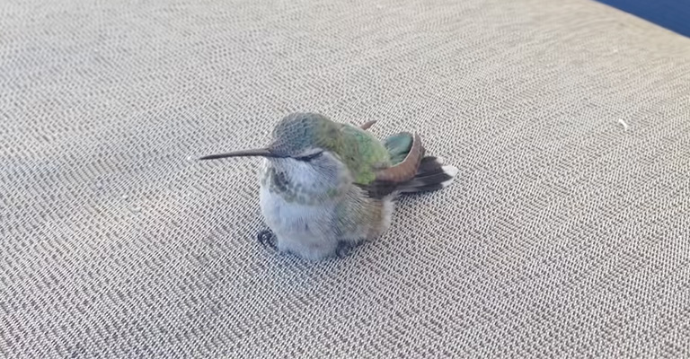 How Does A Sick Hummingbird Behave