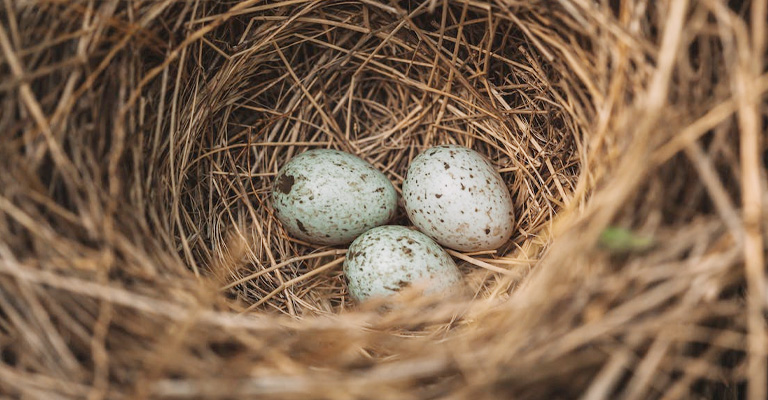 How Often Do Wild Birds Lay Eggs?