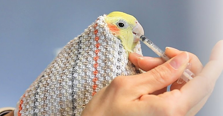 Sick 2025 cockatiel treatment