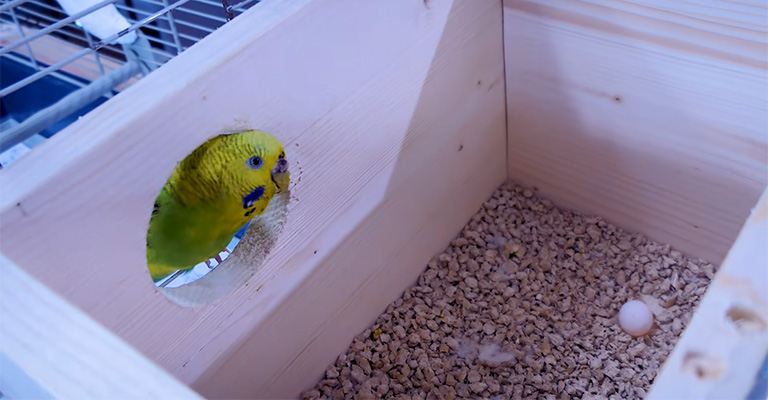 How To Keep The Bird From Laying More Eggs