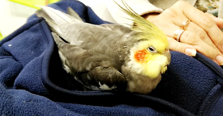 Sick on sale cockatiel treatment