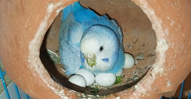 How to Care for the Newly Laid Conure Eggs