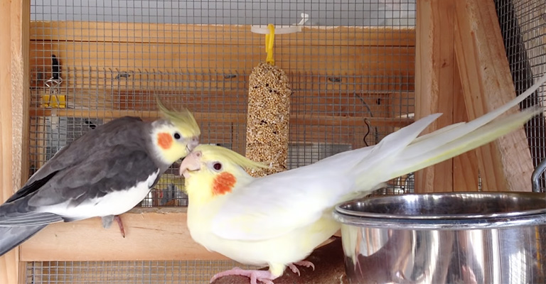 How to Encourage Cockatiel Mating