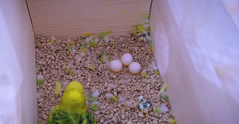 How to Incubate the New Eggs