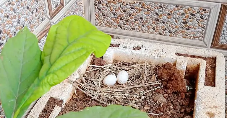 How to Make Dove Eggs Hatch