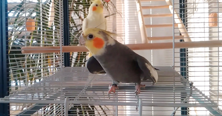 How to Make a Cockatiel Create Heart Wings