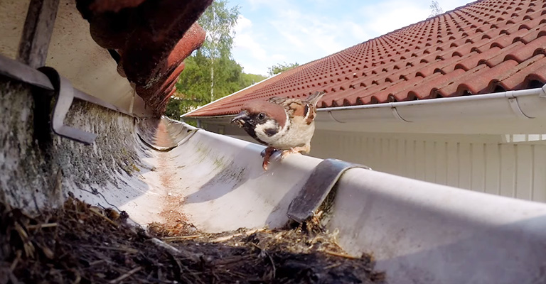 How to Prevent Birds from Cleaning Out Gutters?
