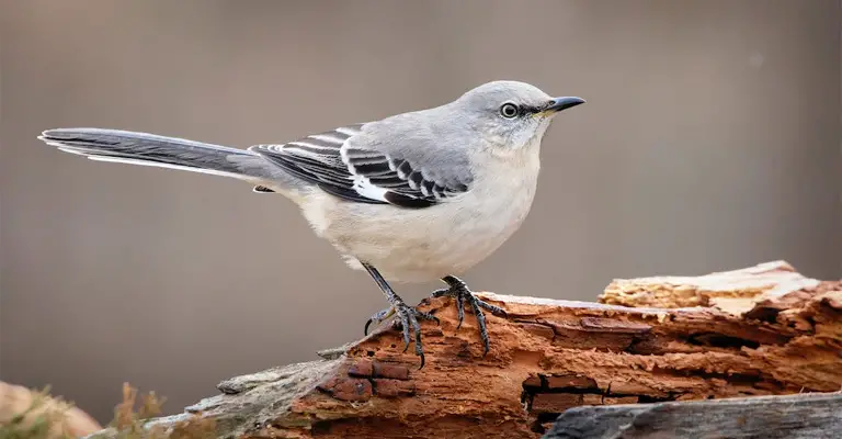 How to Prevent Mockingbirds from Attacking