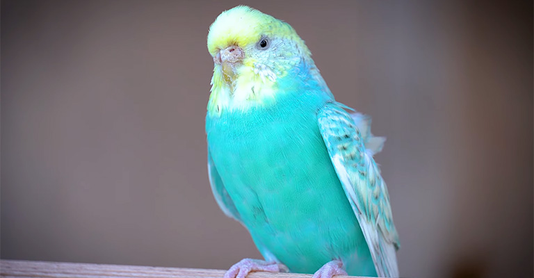 How to Prevent Night Fright In Parakeets