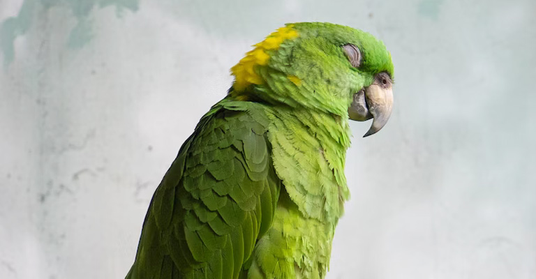 How to Prevent Parrots from Oversleeping
