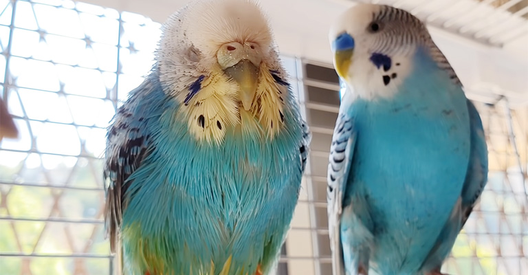 How to Prevent the Sudden Death of Your Budgies