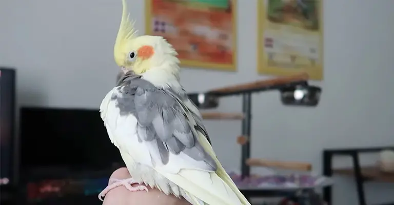 How to Spot Signs of Illness in a Cockatiel