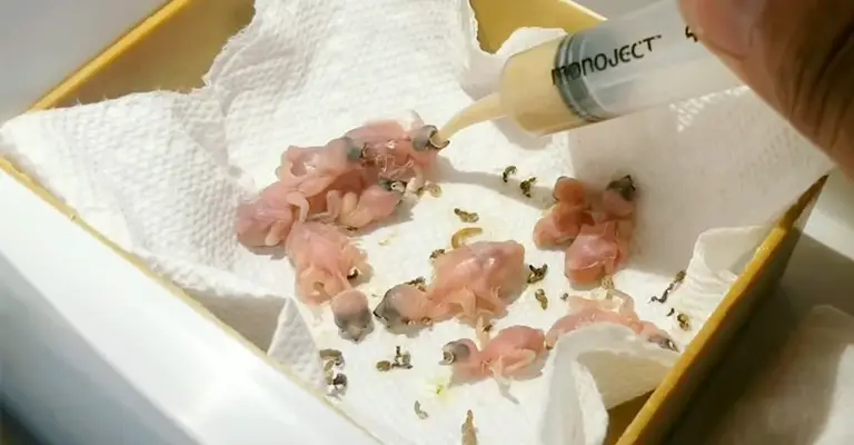 How to Take Care of Newly Hatched Baby Parakeets