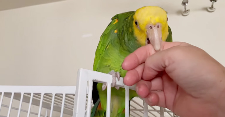 How to Tame an Aggressive Parrot