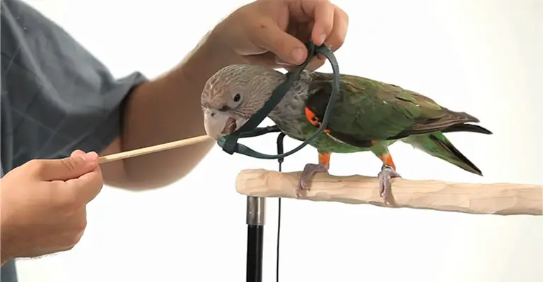 How to Train A Conure? [Tackling Common Training Challenges]