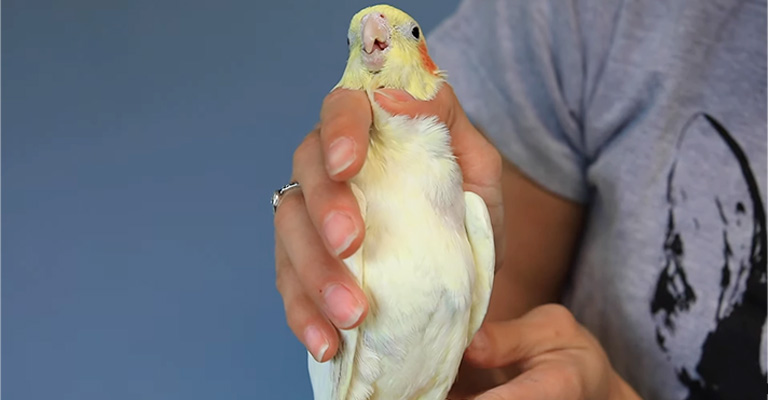 How to Treat If My Cockatiel Is Shaking