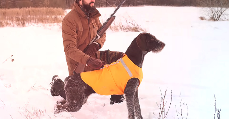 Hunting and Retriever Breeds