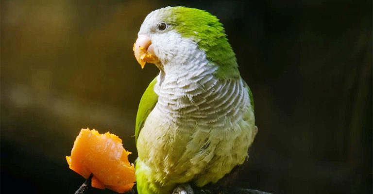 In Which States Keeping Quaker Parrots Is Illegal
