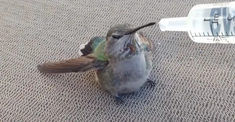 How Do You Help A Sick Hummingbird