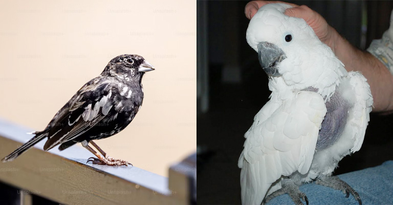 Molting Vs Plucking: What's the Difference?