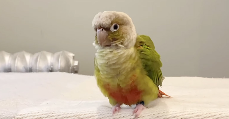 My Bird Hit His Head- What To Do