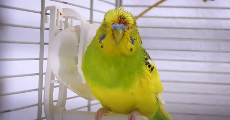 My Bird Hit His Head- When To Worry