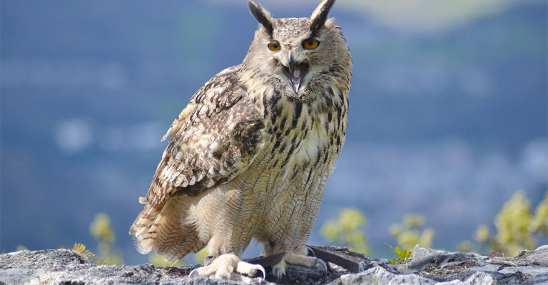 Native American Owl Symbolism