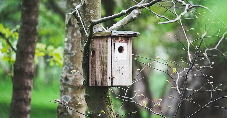 Nesting Habits and Structural Damage