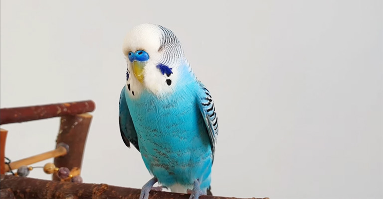 Why Is My Bird Sleeping So Much- Causes, Diagnosis And Treatment