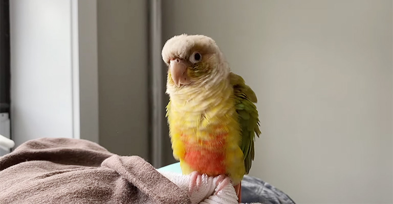 Observe the Conure's Behavior