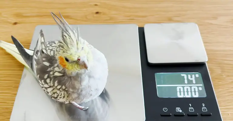 Overweight Cockatiel: How Do You Reduce Bird Fat?