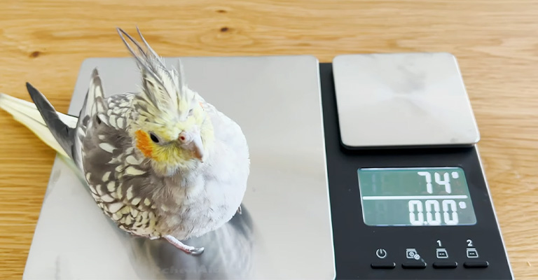 Overweight Cockatiel