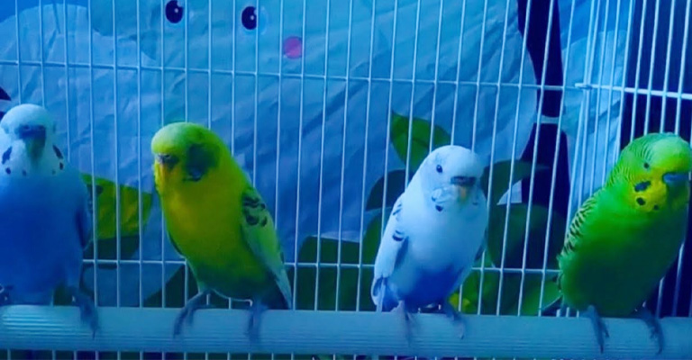 Parakeet Night Fright