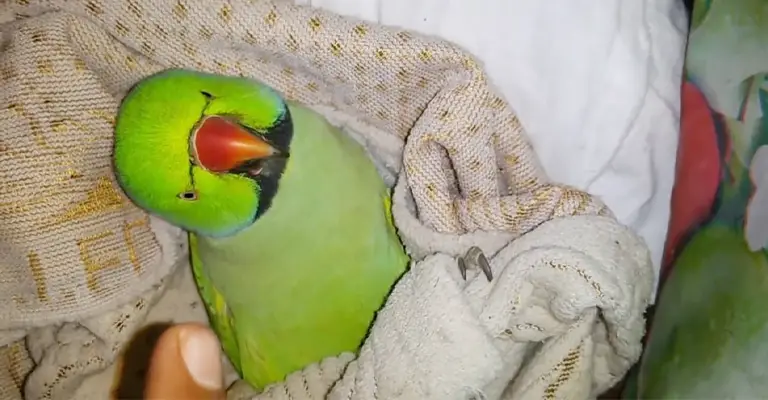 Parrot Sleeping Positions