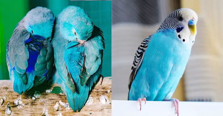 Parrotlet Vs Parakeet: What's the Difference