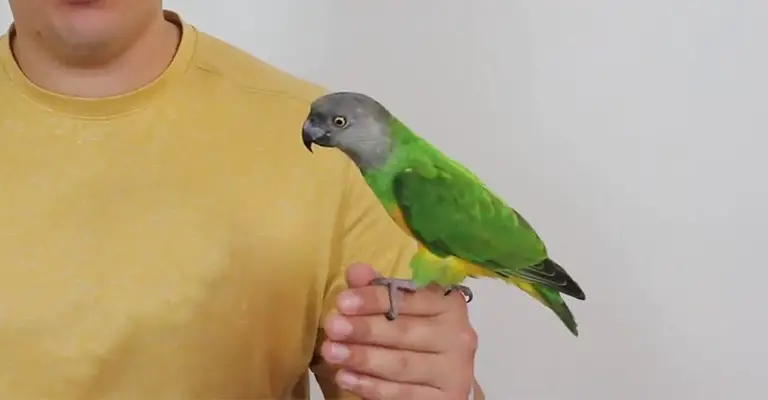 Potential Reasons Behind Aggression In Parrot