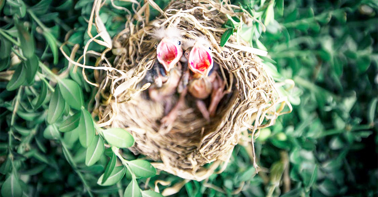 Protection of Nest and Offspring